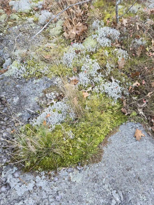 Silver lichen, moss and autumn leaves on a granite rock